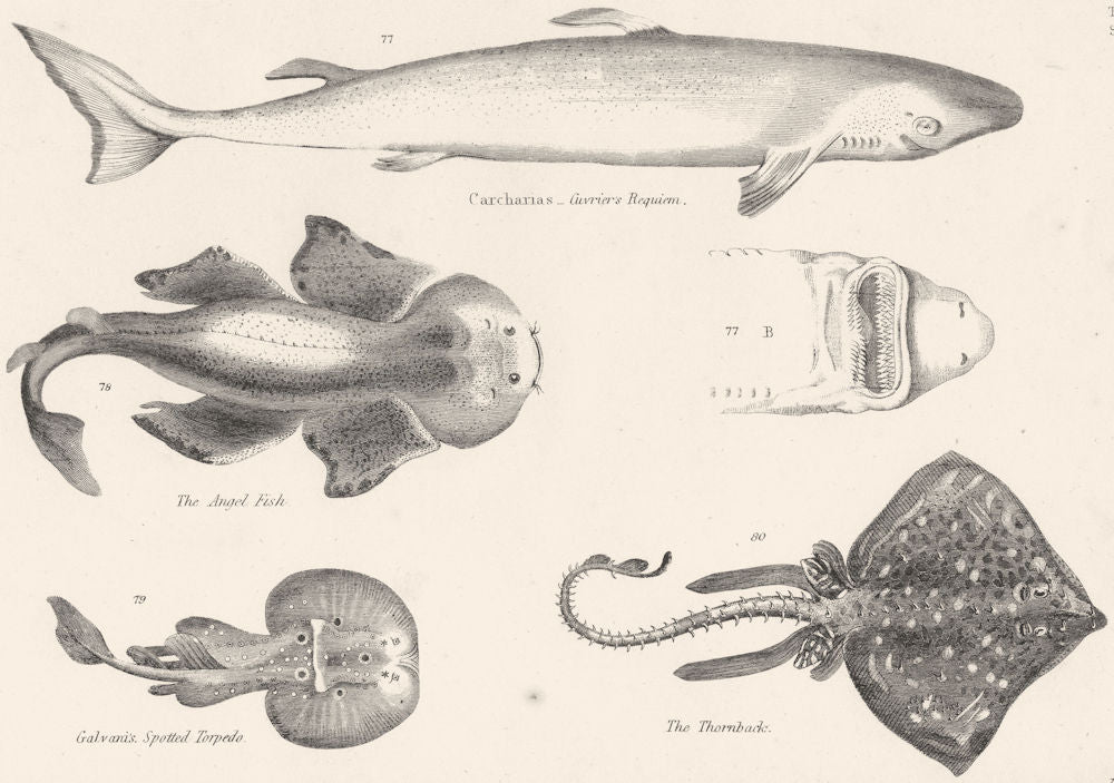 FISH.Carcharias-Cuvrier's Requiem;Angel;Galvani's Spotted Torpedo;Thornback 1860